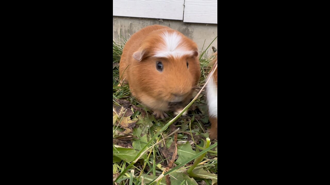 #1 reason you should get a Guinea pig!