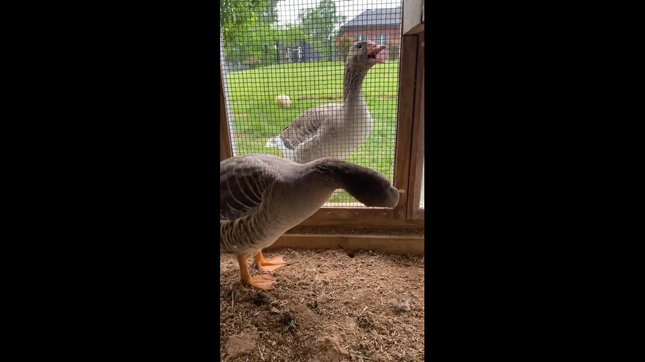 Our angry goose hisses and honks when we enter the chicken run!