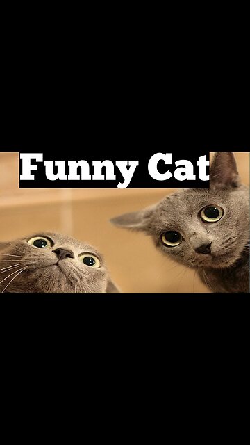 Funny Cat