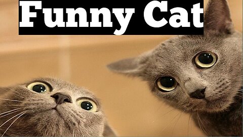 Funny Cat