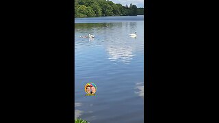 BABY CYGNETS! Swans!