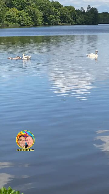 BABY CYGNETS! Swans!