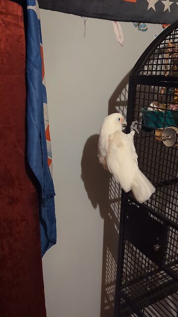 Gun Owners For Trump