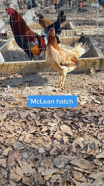 McLean hatch 🔥