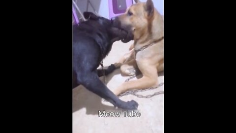 Intelligent dog know how to do CPR even though his friend is conscious 😺🐶 Funniest Animals 2023 😂