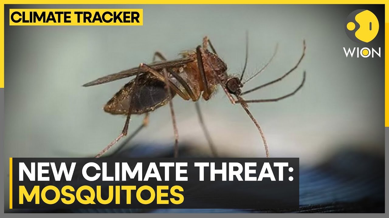 Spike in mosquito-borne illnesses | WION Climate Tracker | WION News