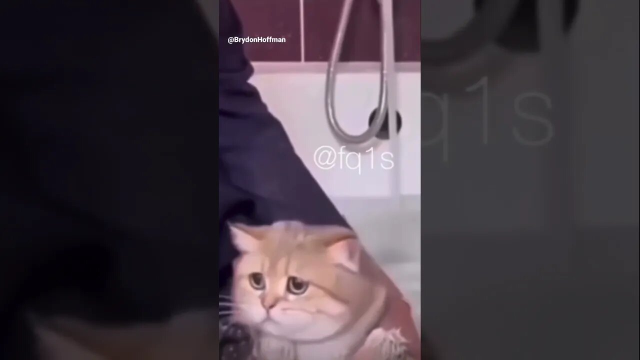 Funny Cat Meme 😂 pt.48 #shorts