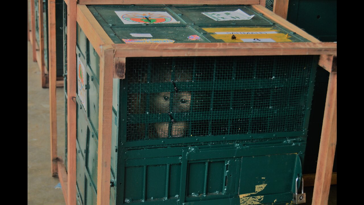 Home Coming 9 Orangutans