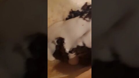 3 ways to master a cheesesteak sandwich 🇺🇸🐂🧀 #shorts