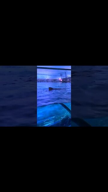 Shark fin breach Ripley'saquarium