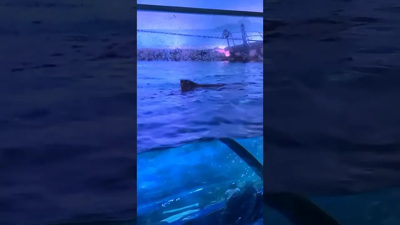 Shark fin breach Ripley'saquarium