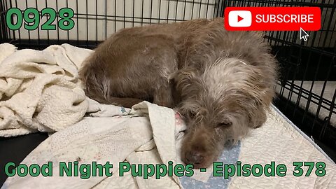 [0928] GOOD NIGHT PUPPIES - EPISODE 378 [#dogs #doggos #doggos #puppies #dogdaycare]