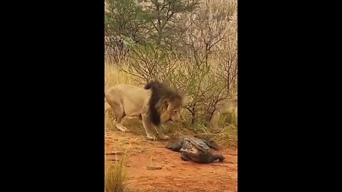 Many lions catch crocodiles #shorts_ 2023 # lion