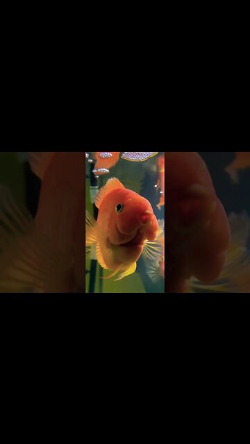 Aquarium Fish being Curious 🐟 #aquarium #fish