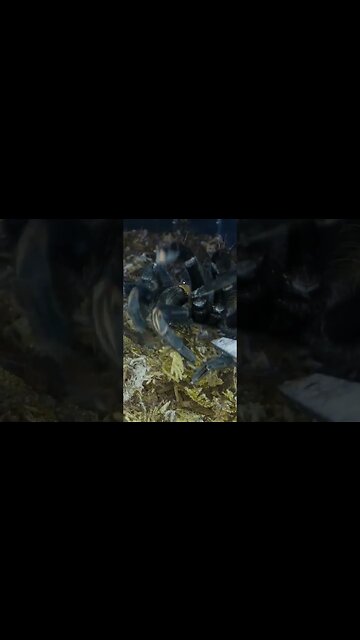 Serious Tarantula Fang Action! 🕷🪳☠️