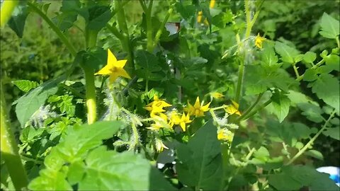 End of June Garden Tour
