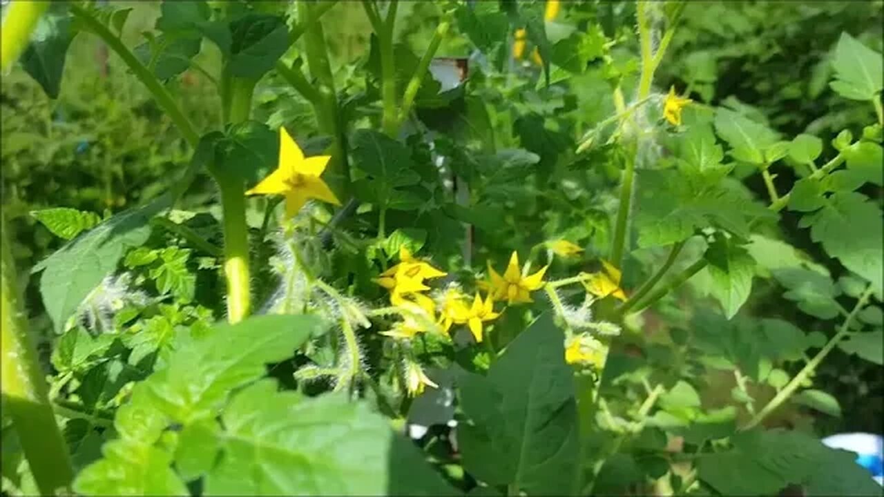 End of June Garden Tour