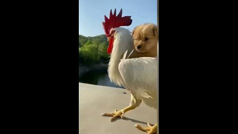 Title:Puppies are jockeys can ride ducks roosters video