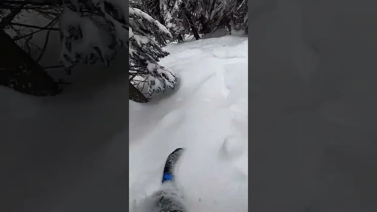 Canadian Trees #short #shorts #powder #snowboarding #snowboard #pow #trees #revelstoke