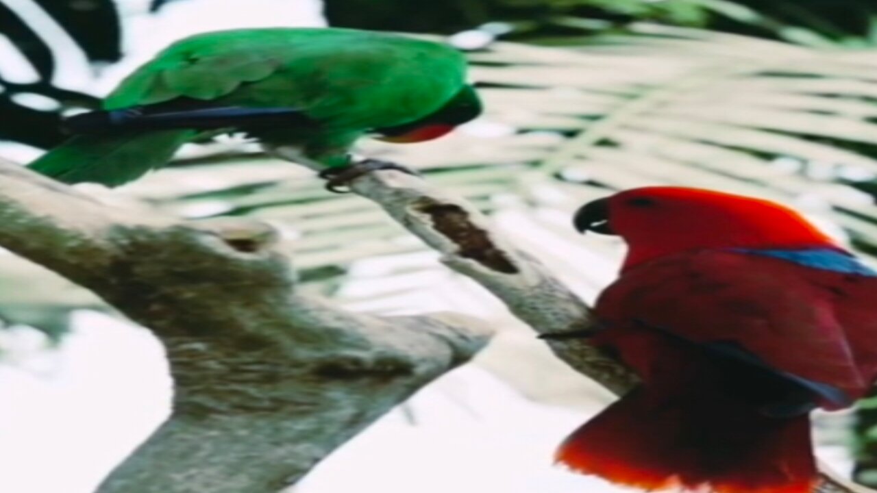 Parrots squabbling with each other