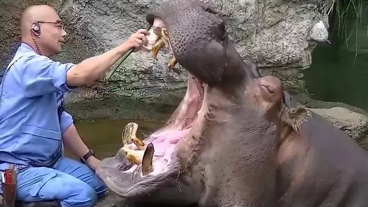 Hipo Care Taker