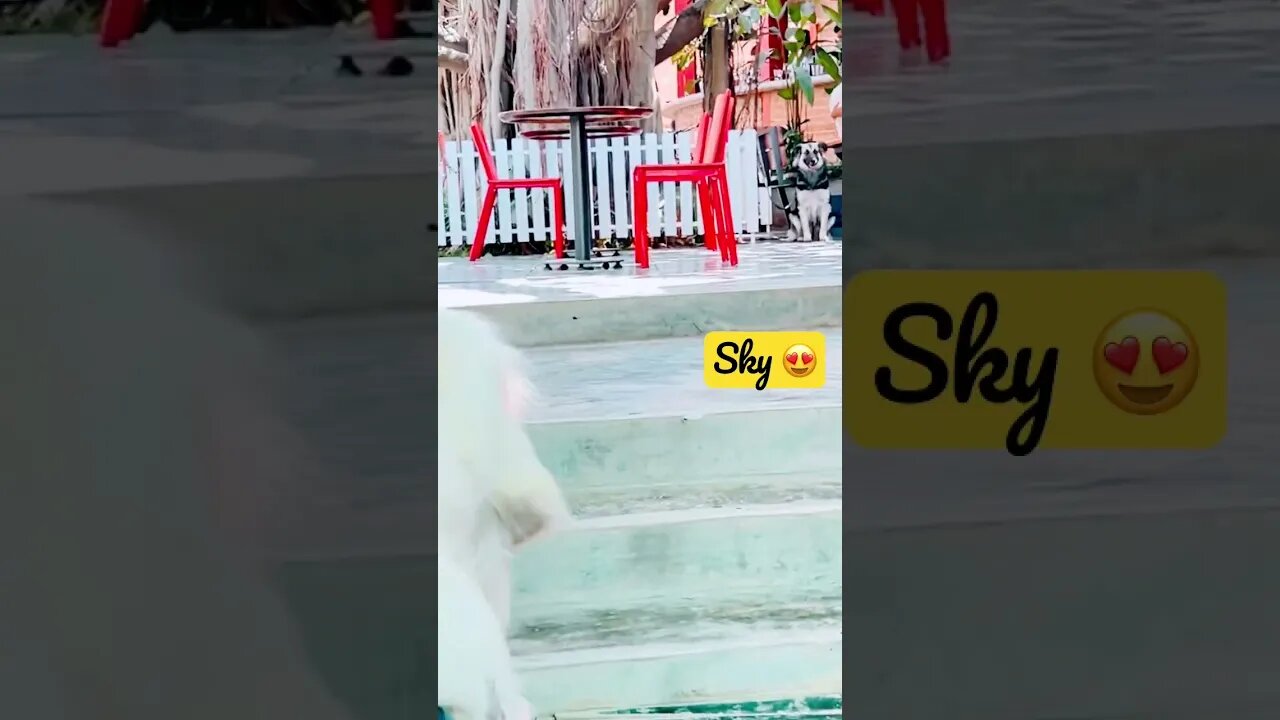 Sky 😍 #goldenretriever #ytshorts #shorts