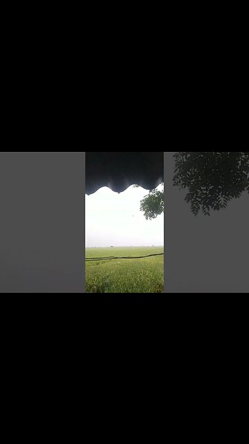 sebentar lagi juga panen padi lagi