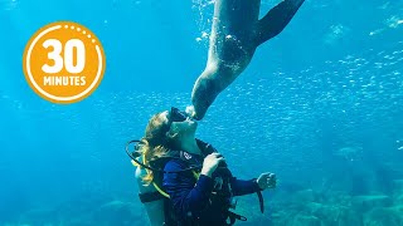 BEST Ocean Videos 🐳 | Compilation