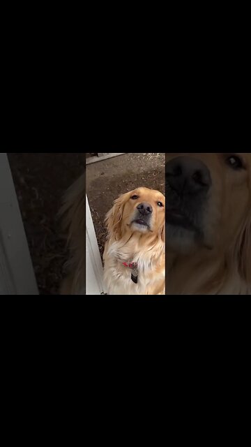 Those Aren’t Chicken Nuggets! #goldenretriever #chickens #farm
