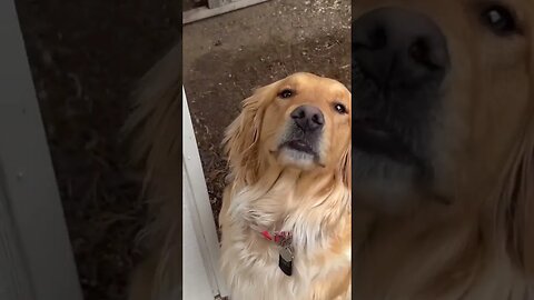 Those Aren’t Chicken Nuggets! #goldenretriever #chickens #farm