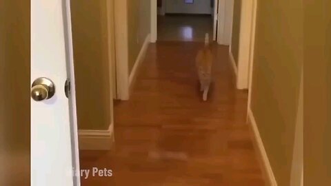 animal funny moment