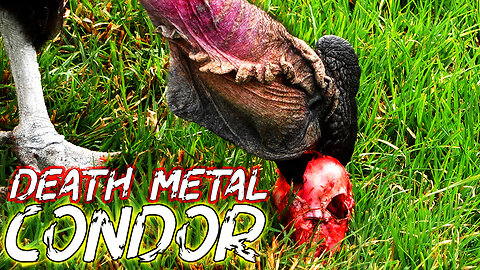 Metal AF Condor Eats Emu Brains