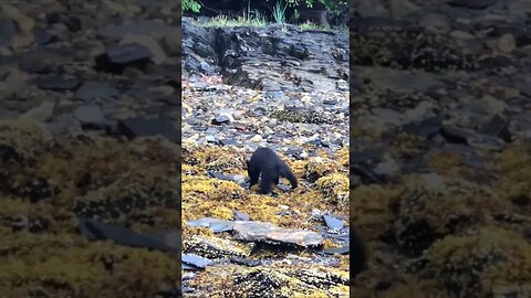 Up close with Alaskan wildlife!