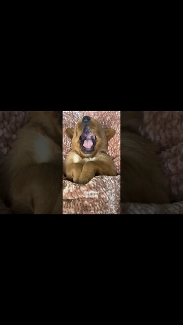 Sooooo cute 😍 #puppy