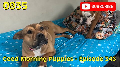 [0935] GOOD MORNING PUPPIES - EPISODE 346 [#dogs #doggos #doggos #puppies #dogdaycare]