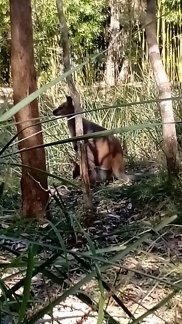 🥰🦘Kinky, Her Baby and Bird Songs GALORE!! Happy Country Sounds Like THIS 😁🎶🎼🎵