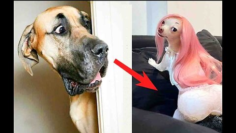 Top 10 funny barking dogs 🤣🤣🤣