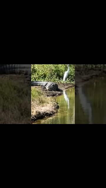 Electric Bike Ride with BIG Alligator (#shorts)