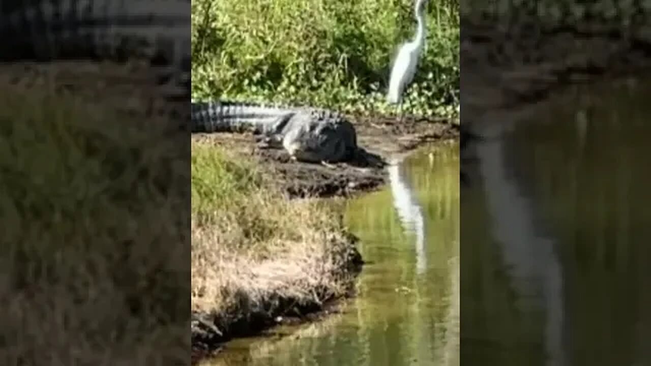 Electric Bike Ride with BIG Alligator (#shorts)