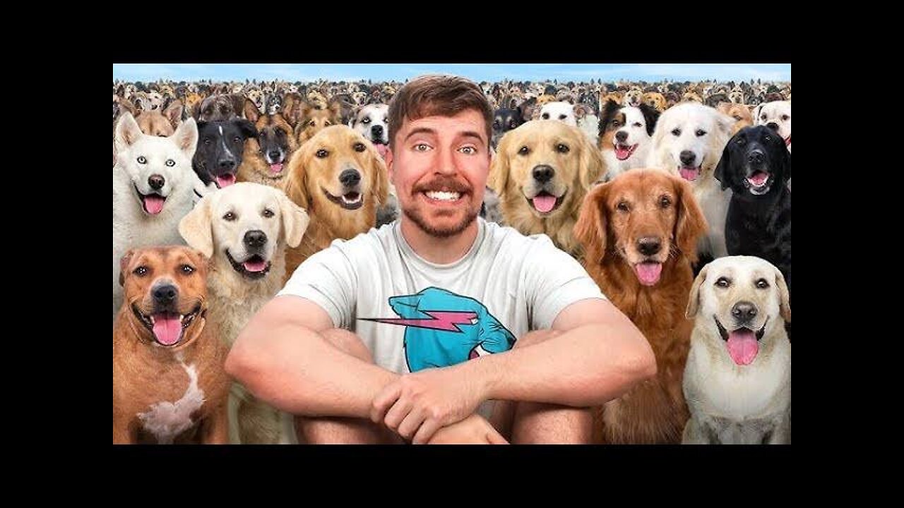 I Saved 100 Dogs From Dying