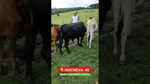 Quando você têm que passar o remédio no gado 😭😂🤠👍#shorts #animals #roça #bicho #fazenda #agro #sitio