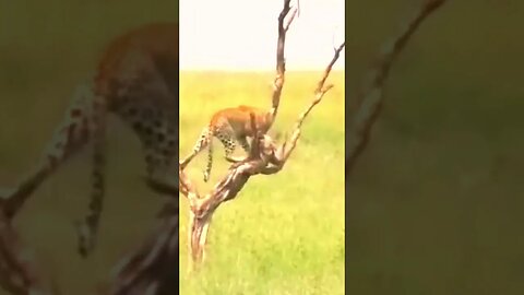 Leopardo leva suas presas pra cima de árvore