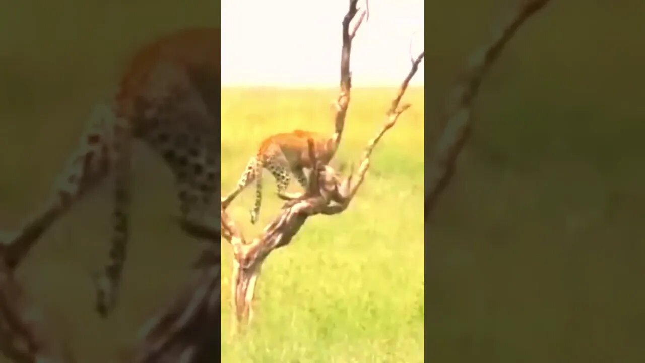 Leopardo leva suas presas pra cima de árvore