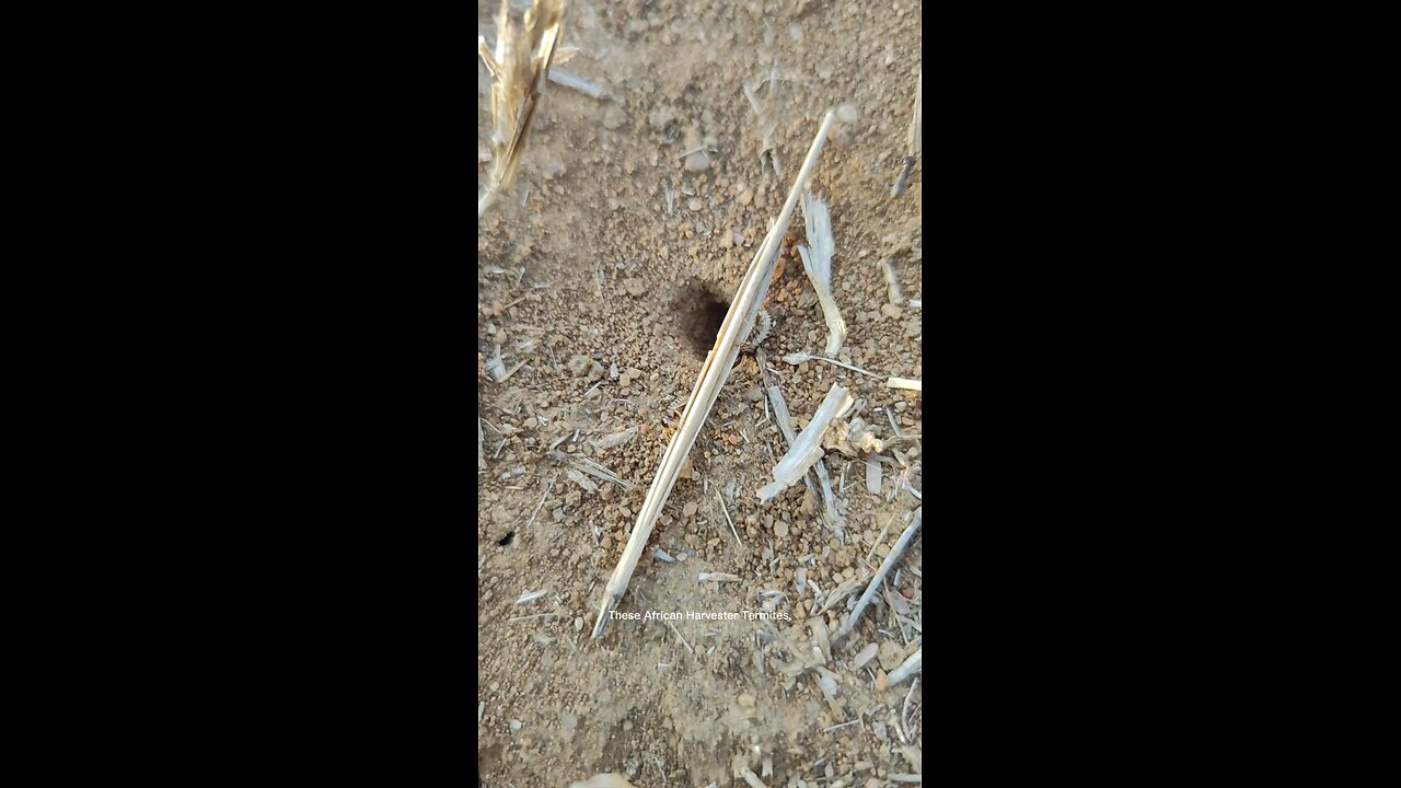 Harvester Termites Vs Jumping Spider