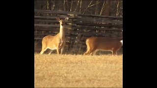 Deer at Chickamauga Battlefield