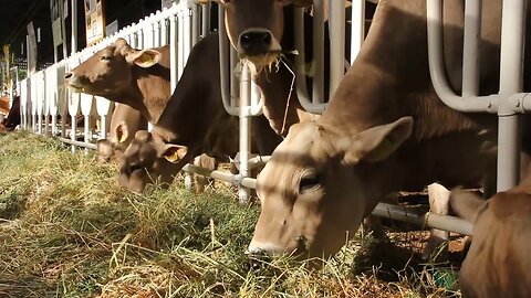 cows on livestock farm SBV 304820153 HD