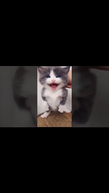 Meong Kucing Lucu - Funny Cats Meowing #shorts