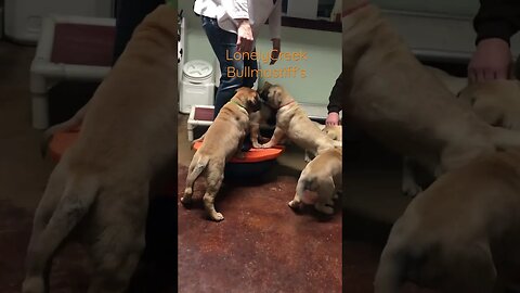 Wobble board puppies ! LonelyCreek bullmastiff #bullmastiffpuppy #bullmastiff