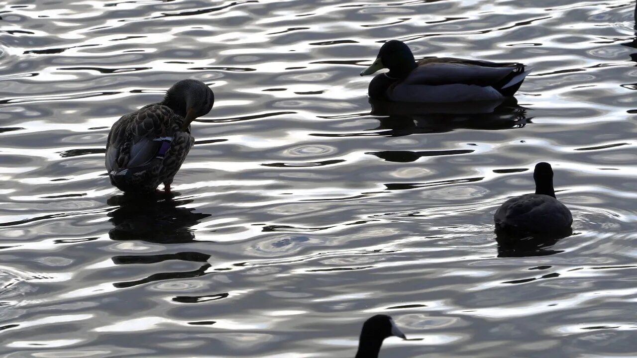 dark ducks
