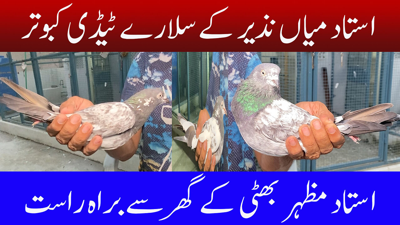 Ustad Mian Nazir's Salaray Taddy Pigeons In Ustad Mazhar Bhatti's Loft Watch In HD Urdu/Hindi